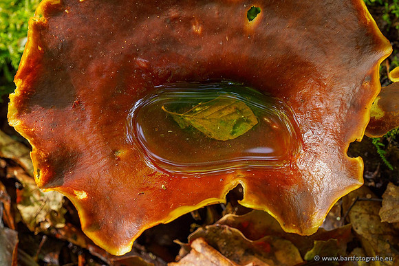 Paddenstoelen 2020 Bart Fotografie-119