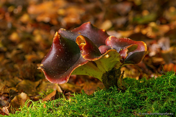 Paddenstoelen 2020 Bart Fotografie-121