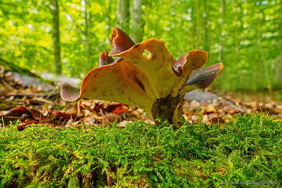 Paddenstoelen 2020 Bart Fotografie-122
