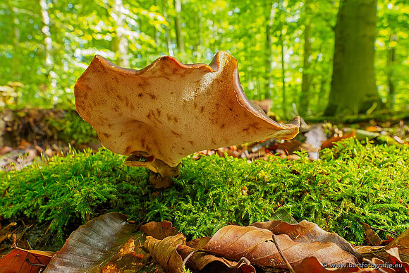 Paddenstoelen 2020 Bart Fotografie-123