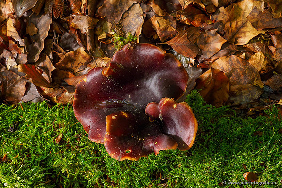 Paddenstoelen 2020 Bart Fotografie-120