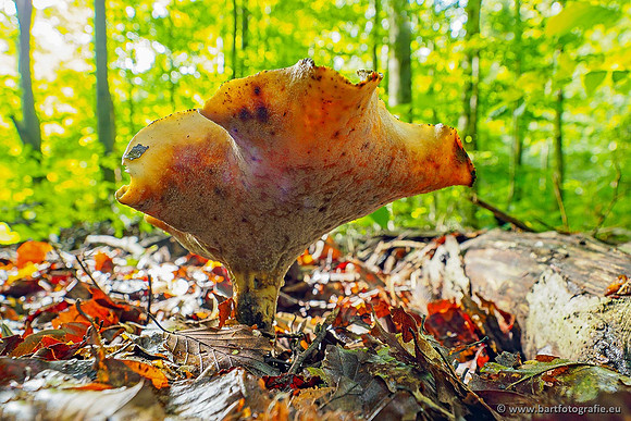 Paddenstoelen 2020 Bart Fotografie-124