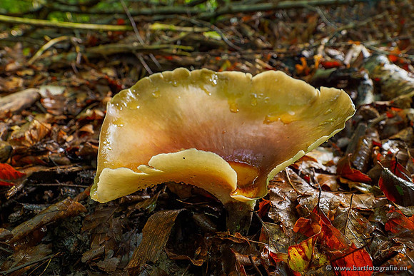 Paddenstoelen 2020 Bart Fotografie-125