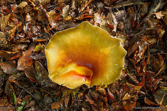 Paddenstoelen 2020 Bart Fotografie-126