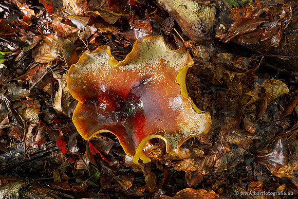 Paddenstoelen 2020 Bart Fotografie-127