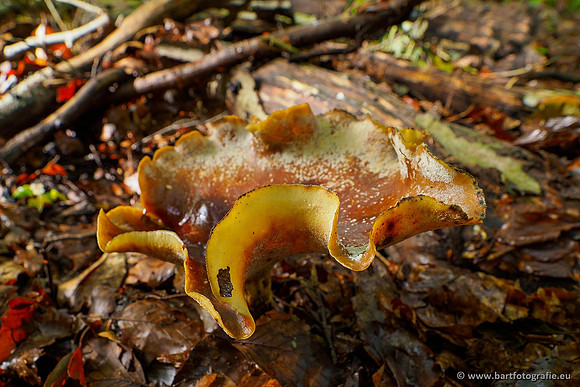 Paddenstoelen 2020 Bart Fotografie-128