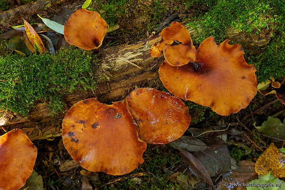 Paddenstoelen 2020 Bart Fotografie-129