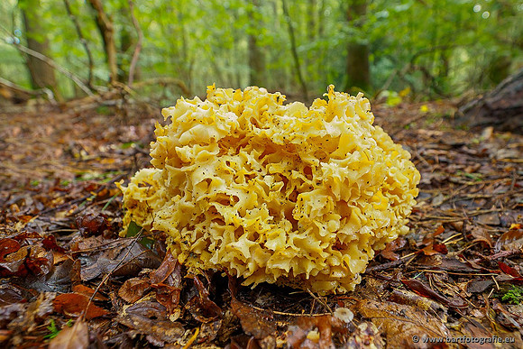 Paddenstoelen 2020 Bart Fotografie-131
