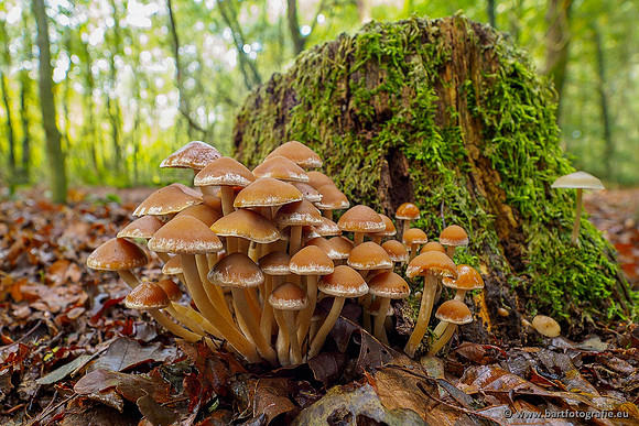 Paddenstoelen 2020 Bart Fotografie-132