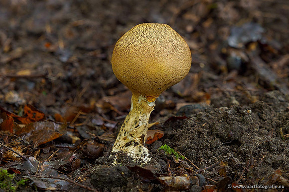 Paddenstoelen 2020 Bart Fotografie-130