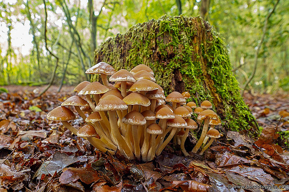 Paddenstoelen 2020 Bart Fotografie-133