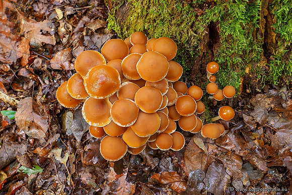 Paddenstoelen 2020 Bart Fotografie-134