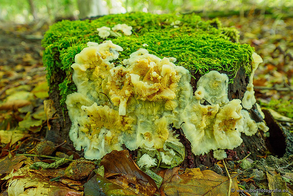 Paddenstoelen 2020 Bart Fotografie-135