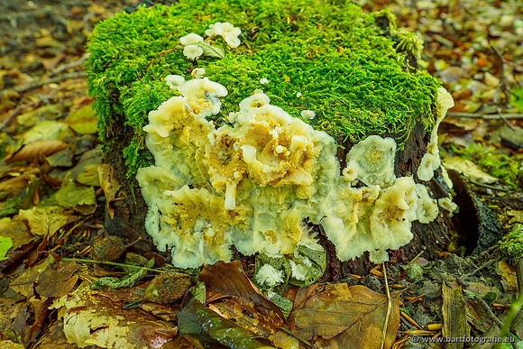 Paddenstoelen 2020 Bart Fotografie-136
