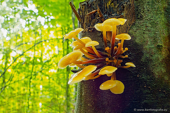 Paddenstoelen 2020 Bart Fotografie-138