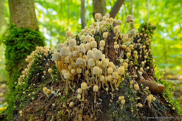 Paddenstoelen 2020 Bart Fotografie-139