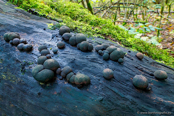 Paddenstoelen 2020 Bart Fotografie-140