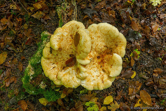 Paddenstoelen 2020 Bart Fotografie-141