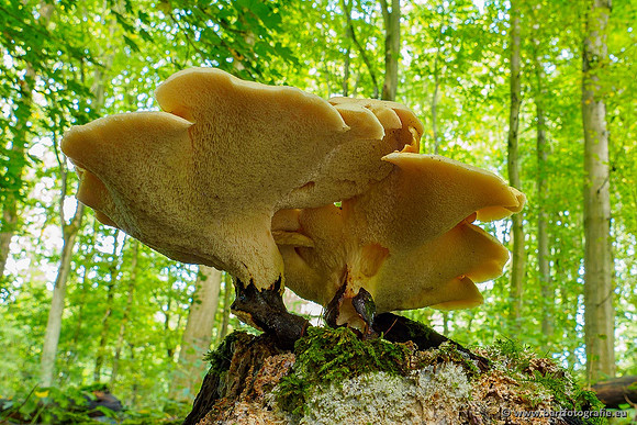 Paddenstoelen 2020 Bart Fotografie-143