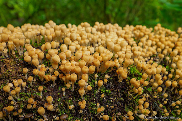 Paddenstoelen 2020 Bart Fotografie-145