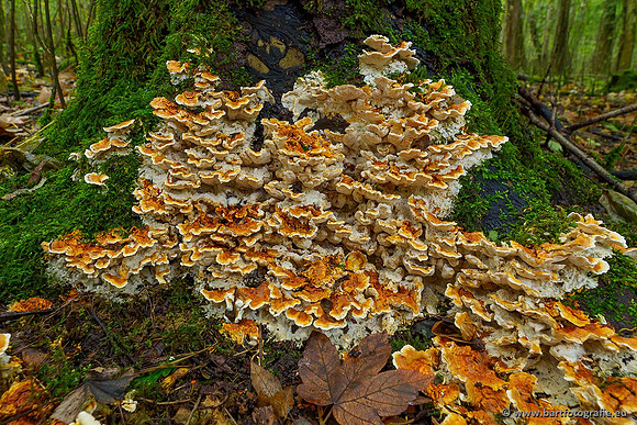 Paddenstoelen 2020 Bart Fotografie-146