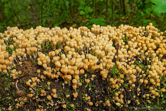 Paddenstoelen 2020 Bart Fotografie-144