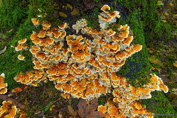 Paddenstoelen 2020 Bart Fotografie-147