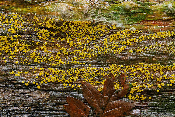 Paddenstoelen 2020 Bart Fotografie-148