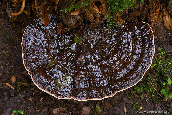 Paddenstoelen 2020 Bart Fotografie-149