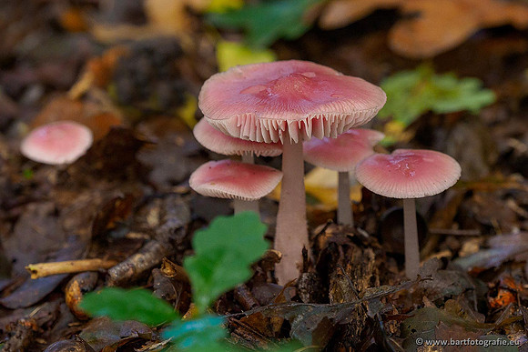 Paddenstoelen 2020 Bart Fotografie-150