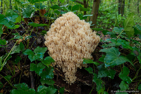 Paddenstoelen 2020 Bart Fotografie-152