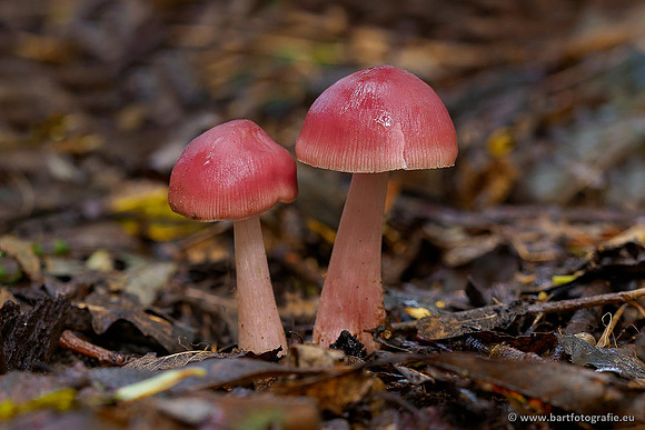 Paddenstoelen 2020 Bart Fotografie-151