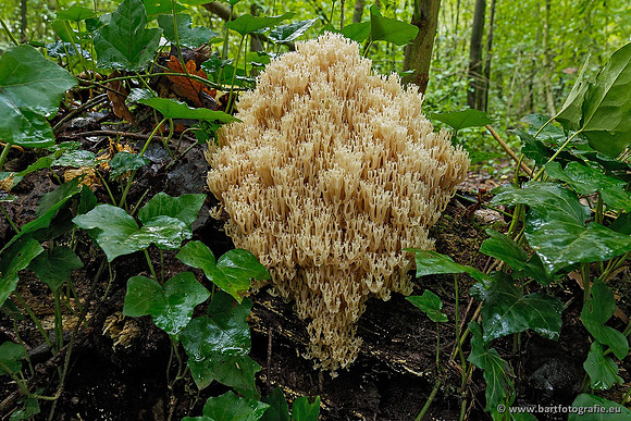 Paddenstoelen 2020 Bart Fotografie-153