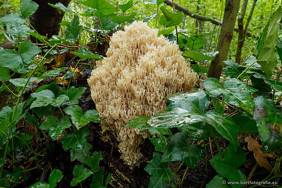 Paddenstoelen 2020 Bart Fotografie-155
