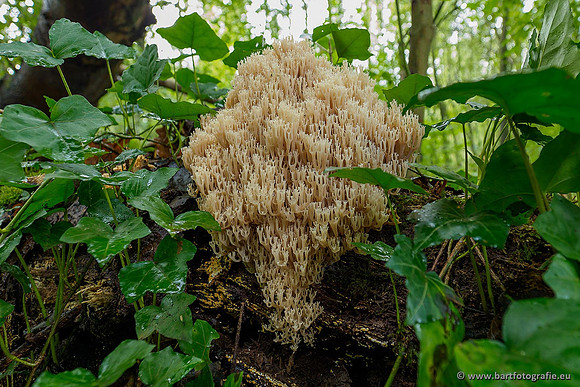 Paddenstoelen 2020 Bart Fotografie-156