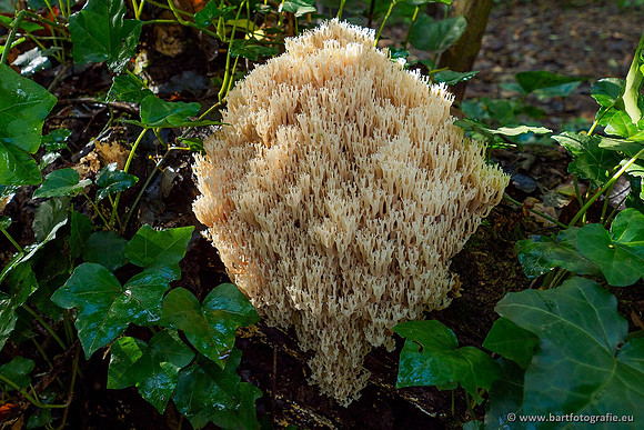Paddenstoelen 2020 Bart Fotografie-157