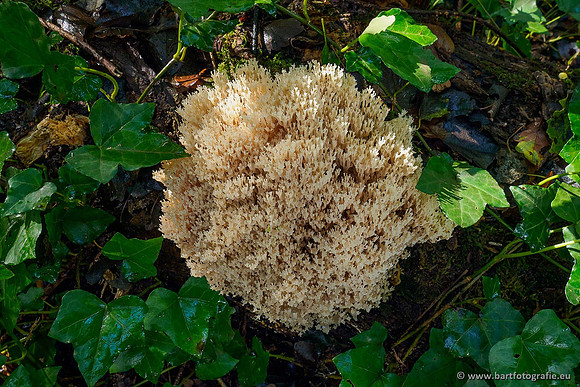 Paddenstoelen 2020 Bart Fotografie-158