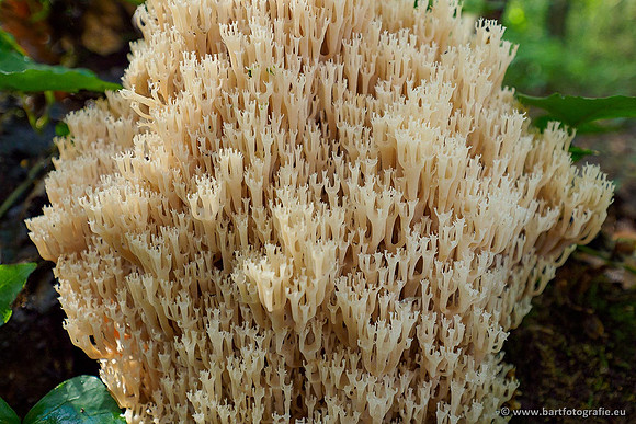 Paddenstoelen 2020 Bart Fotografie-159
