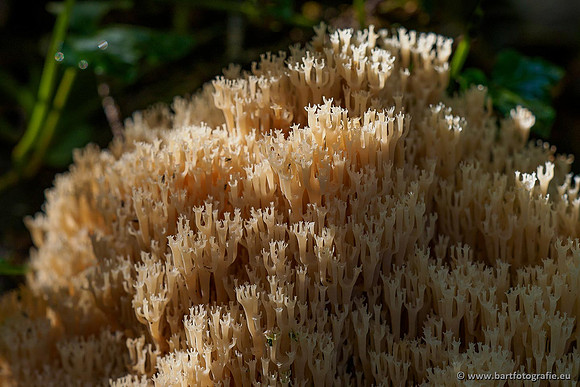 Paddenstoelen 2020 Bart Fotografie-160