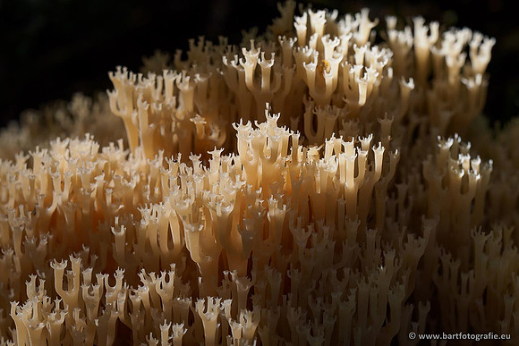 Paddenstoelen 2020 Bart Fotografie-161