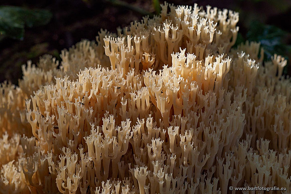 Paddenstoelen 2020 Bart Fotografie-162