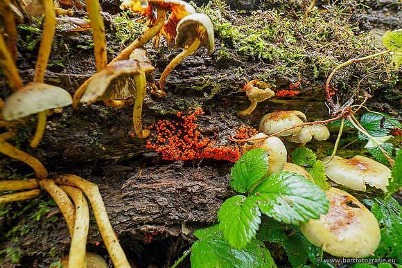 Paddenstoelen 2020 Bart Fotografie-165
