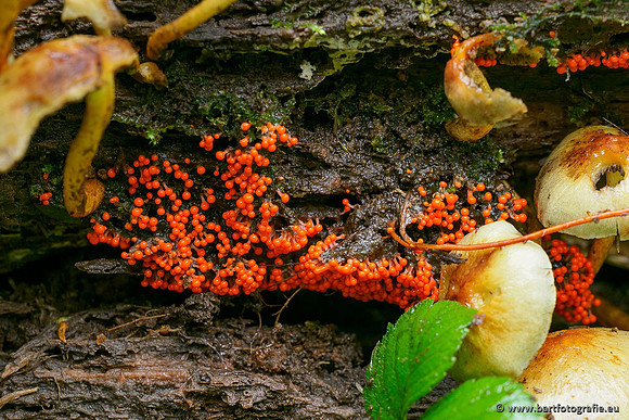 Paddenstoelen 2020 Bart Fotografie-166