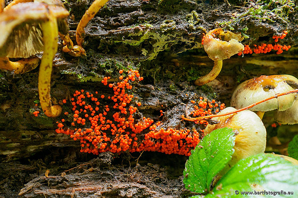 Paddenstoelen 2020 Bart Fotografie-167