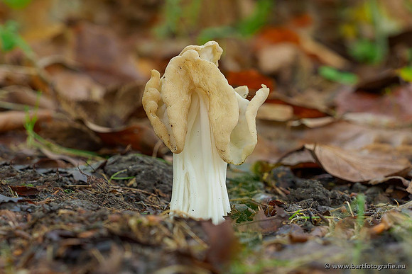 Paddenstoelen 2020 Bart Fotografie-168