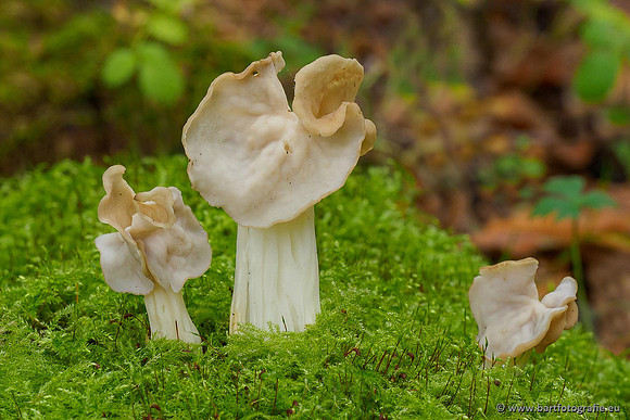 Paddenstoelen 2020 Bart Fotografie-169