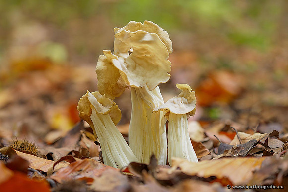 Paddenstoelen 2020 Bart Fotografie-171