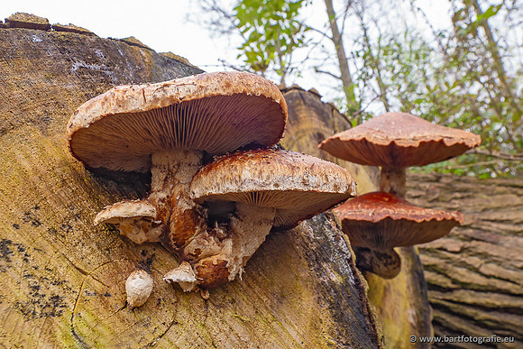 Paddenstoelen 2024-111