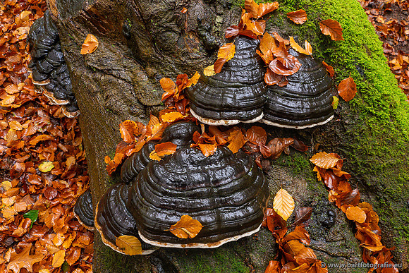 Paddenstoelen 2024-040