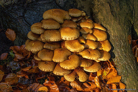 Paddenstoelen 2024-003